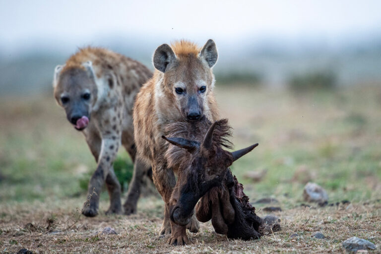 Hyena_With_Wildebeest_Kill